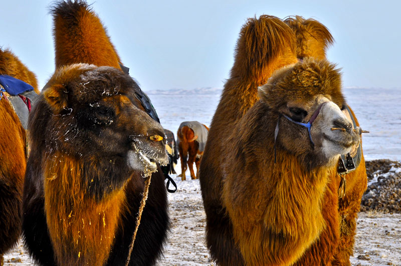 Mongolia